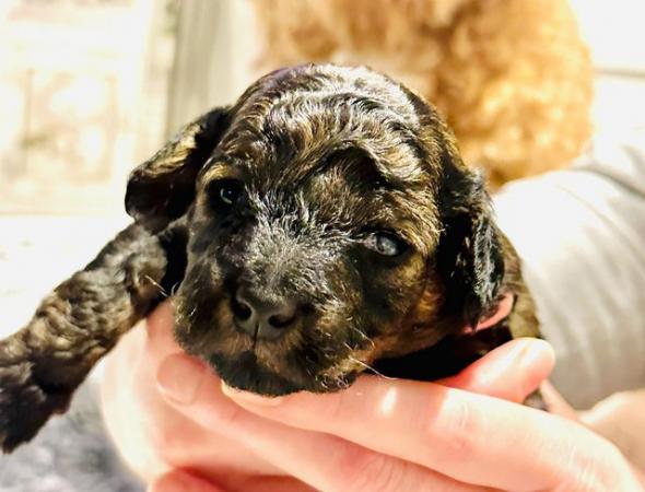 Maltipoo puppies / toy poodle for sale in Leeds, West Yorkshire - Image 1