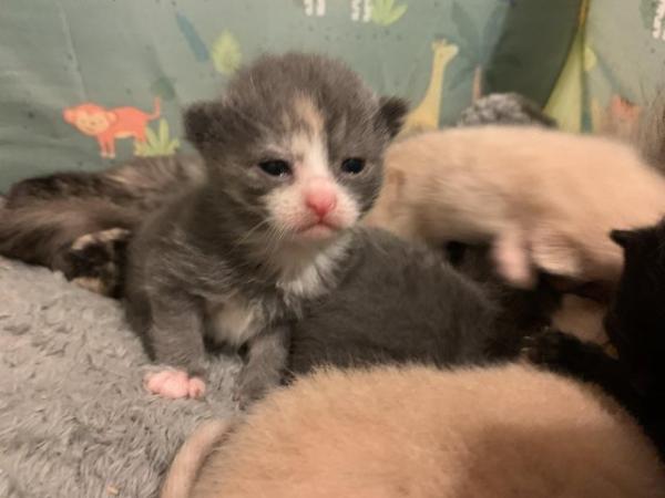 Image 7 of mixed main coon kittens