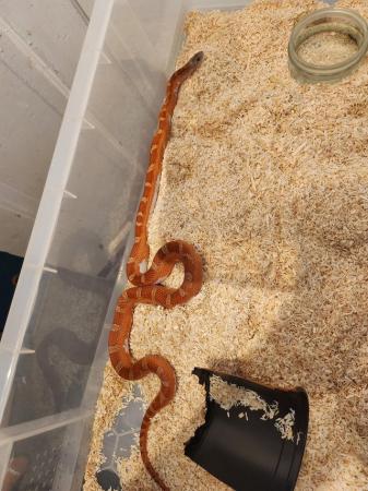 Image 5 of Corn snakes for sale £60