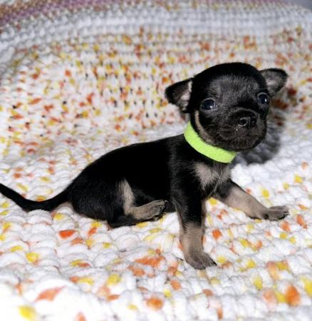 Image 6 of Chihuahua Puppies for sale