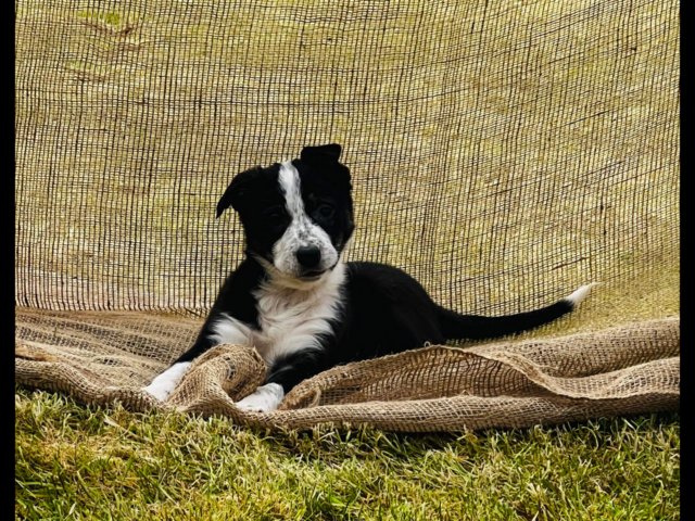 Preview of the first image of READY NOW One border collie girl puppy !!! One boy puppy !!!.