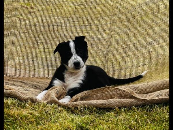 Image 1 of READY NOW One border collie girl puppy !!! One boy puppy !!!