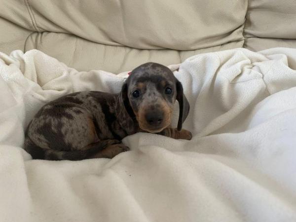 Image 8 of Miniature dachshunds puppies