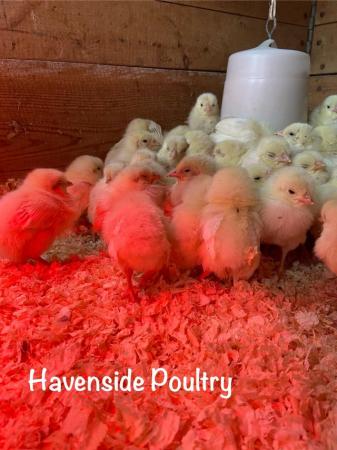 Image 2 of Day old White Leghorn chicks