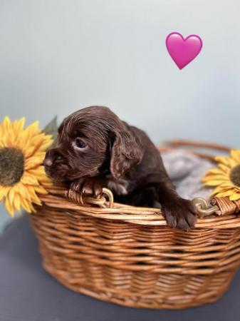 Image 1 of Kc Registered Cocker spaniel puppies