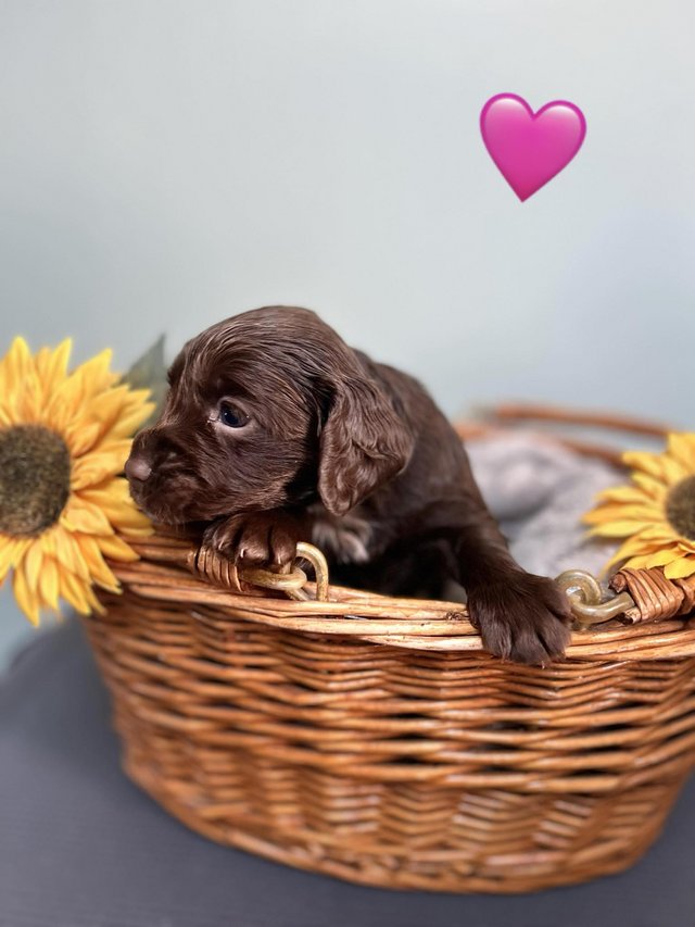 Preview of the first image of Kc Registered Cocker spaniel puppies.