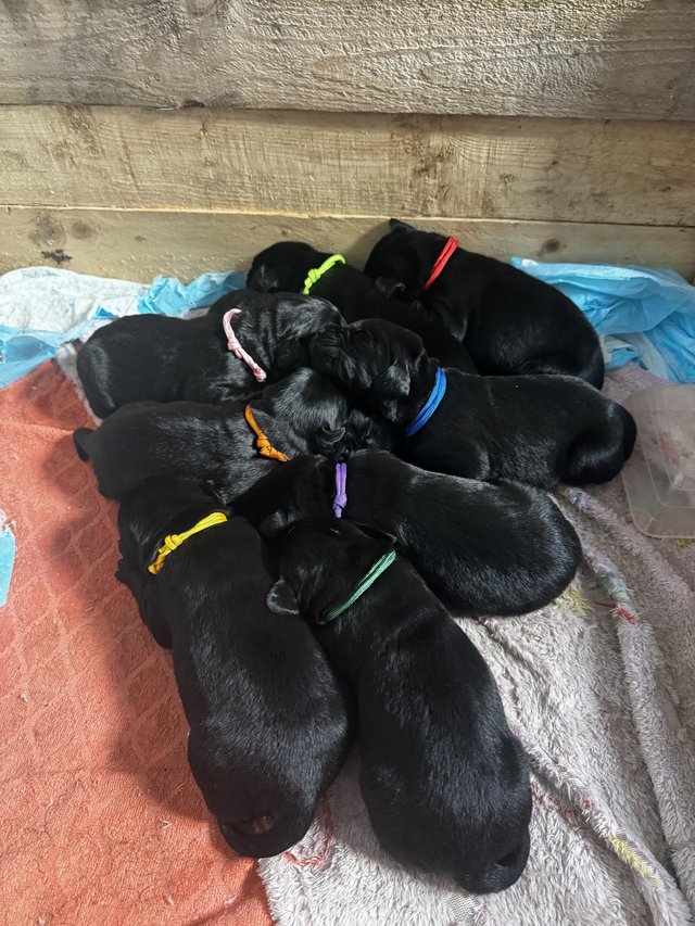 Preview of the first image of Labrador x spaniel puppies.