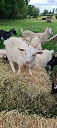 Image 2 of Selection of young goats available