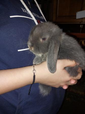 Image 4 of ALL SOLD Beautiful mini lop babies for sale