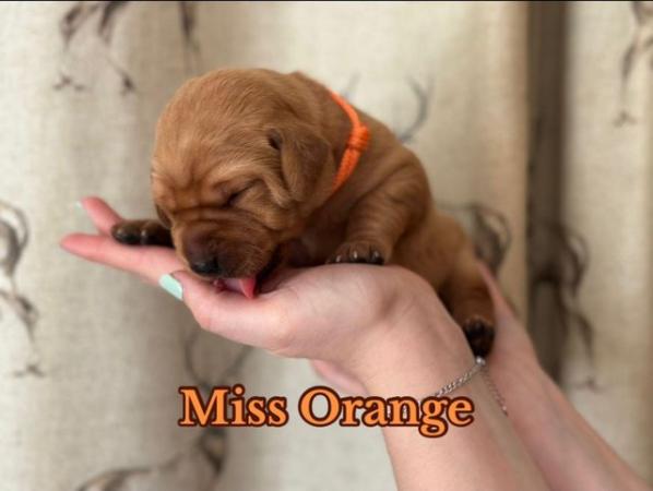 Image 9 of Chunky Dark Fox Red puppies for sale