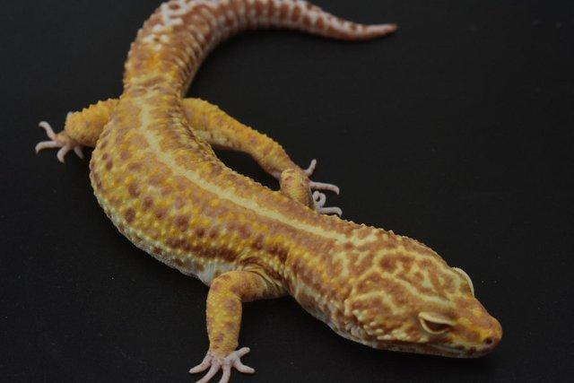 Image 7 of 1.4 Bold Bell Albino leopard Gecko group