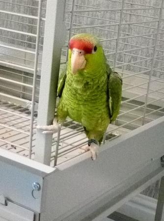 Image 3 of Amazon parrot talking young
