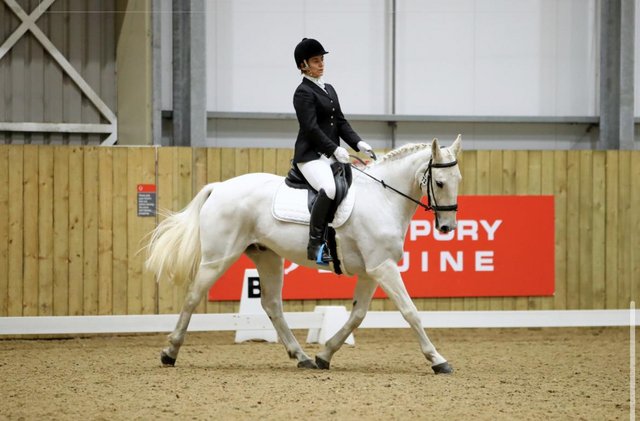 Preview of the first image of Gorgeous Grey 16.1hh Irish Sport Horse.