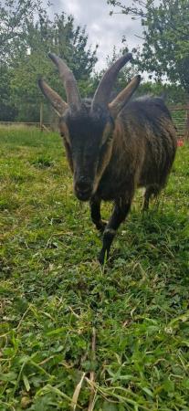 Image 4 of Pygmy goats group of four