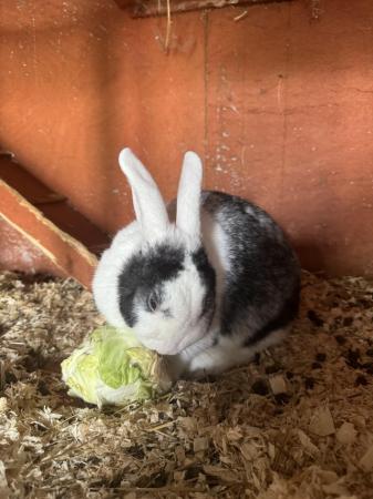 Image 3 of Male Rabbit looking for forever home