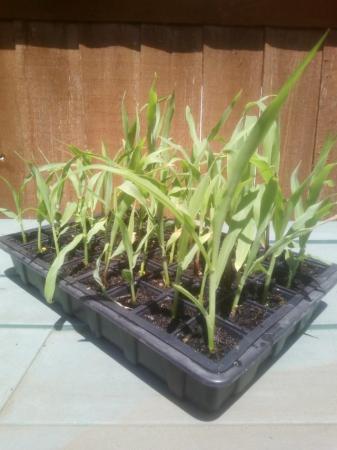 Image 1 of 5 x Sweetcorn plants for £3, 10 for £5 or 20 for £9