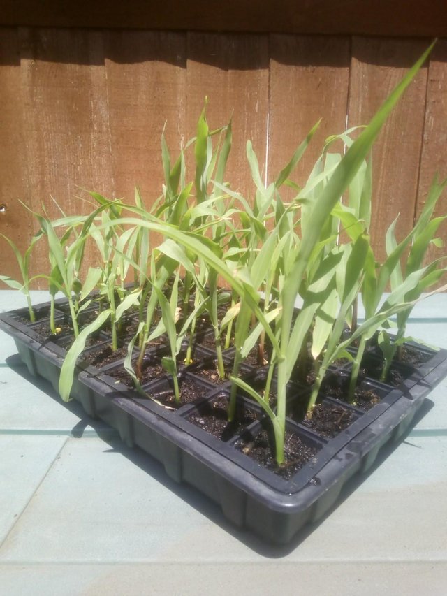 Preview of the first image of 5 x Sweetcorn plants for £3, 10 for £5 or 20 for £9.