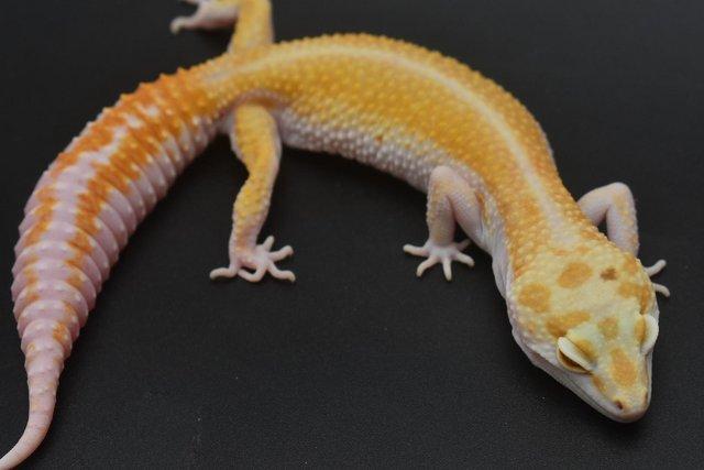 Preview of the first image of WY Tremper Breeding Group HET Free.
