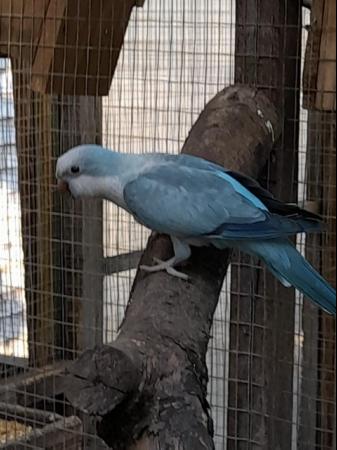 Image 3 of Proven breed pair of Quaker parakeets