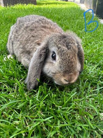 Image 7 of Male and Female Mini Lop Rabbits For Sale