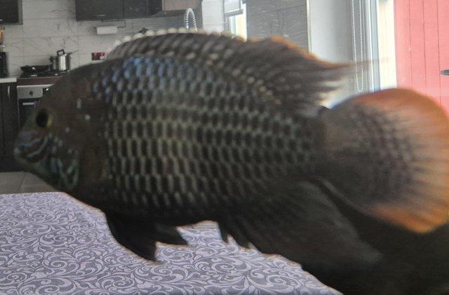 Image 7 of Cichlids for sale, closing down tank