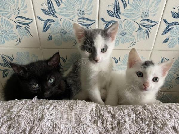 Image 4 of Kittens Beautiful 2 Boys and a Girl Ready for new homes