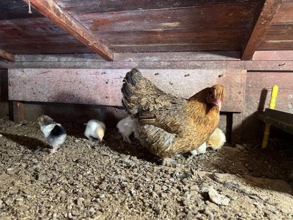 Image 3 of Pekin hen with 11 Brahma chicks for sale