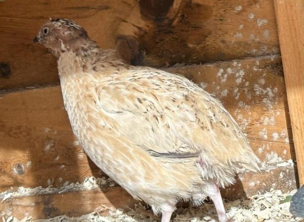 Image 2 of Adult quails in pairs available