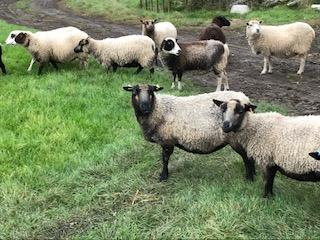 Image 2 of Shetland Sheep Ewes For Sale