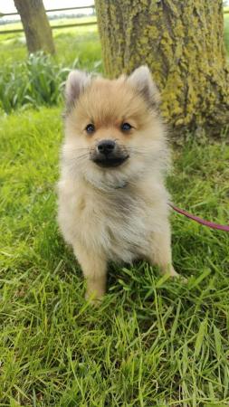 Image 5 of Beautiful Pomeranian puppy
