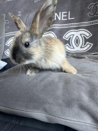 Image 1 of Gorgeous baby rabbits for sale