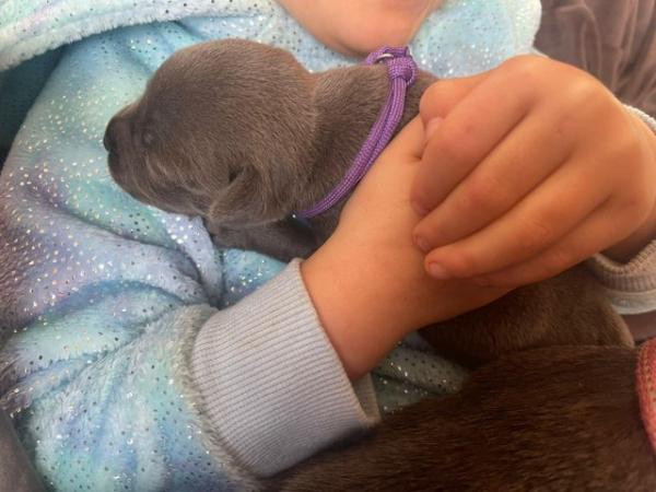 Image 11 of 7 beautiful champion blue Staffordshire bull terrier puppies