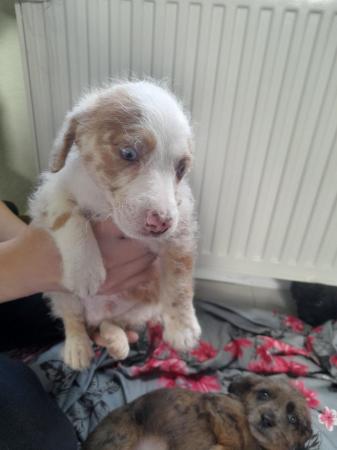 Image 9 of JackRussellx poodle puppies