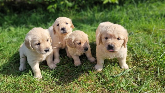 Preview of the first image of KC registered Golden Retriever puppies.