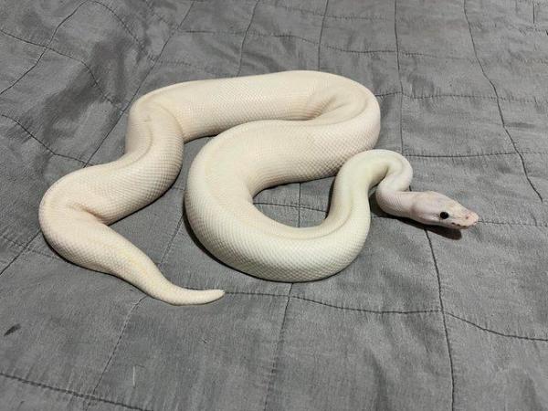 Image 3 of Ivory ball python CB19 proven male