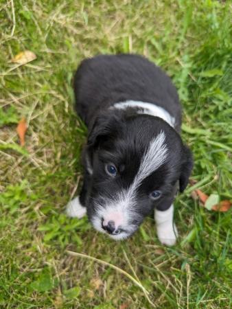 Image 4 of 5 beautiful border collie puppies (4 males and 1 female)