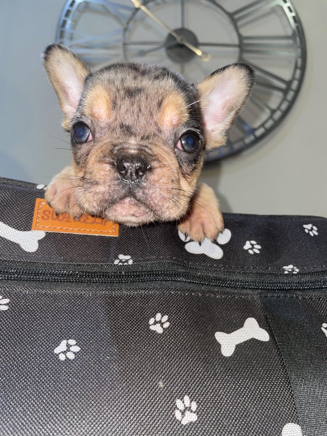 Preview of the first image of French bulldog pedigree puppies.