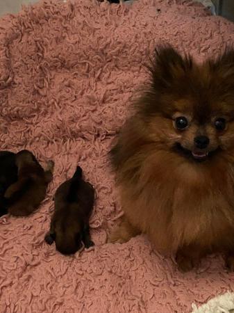 Image 4 of Pomeranian looking for a forever home