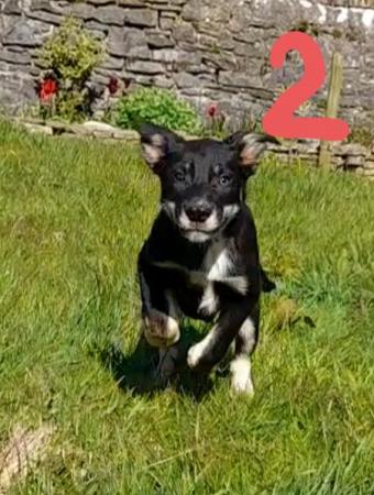 Image 1 of 4 months old Border Collie × Kelpie pup