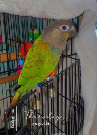 Image 3 of Beautiful tame Baby Conure ??