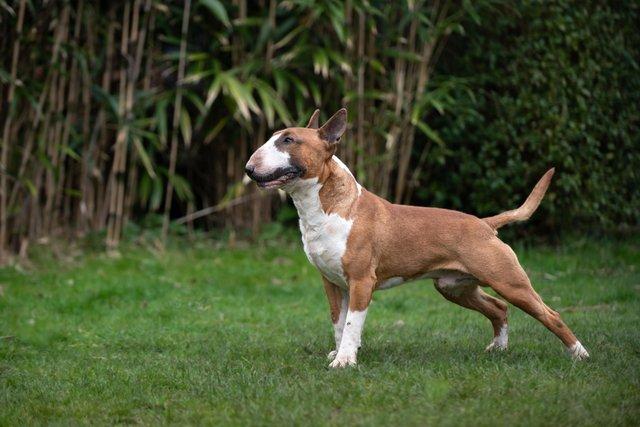 Image 3 of Quality and proven english bull terrier for stud!