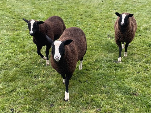 Preview of the first image of X3 pedigree Zwartbles ewe lambs for sale.