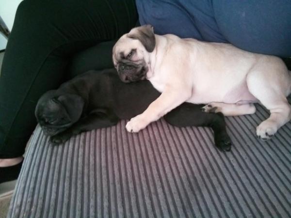 Image 15 of * Last fawn boy available£700 beautiful pug puppy*