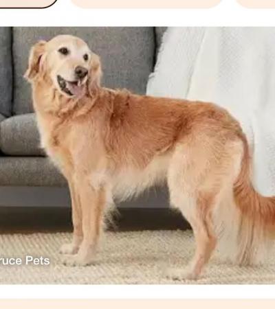 Image 1 of WANTED - looking for a golden retriever 1.5-2.5years