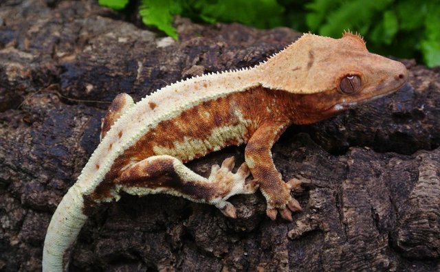 Image 5 of Orange Lilly white Crested gecko male