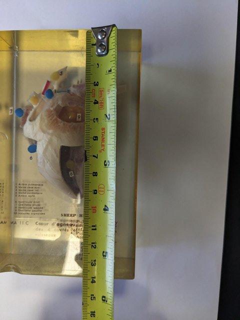 Preview of the first image of French sheep heart in resin anatomically labelled.