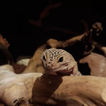 Image 6 of Blaze - Female Leopard Gecko - Odd Socks Animal Rescue