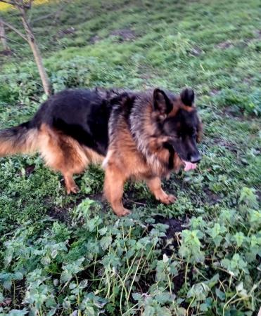 German Shepherd puppies for sale in Gloucester, Gloucestershire – 6 years old - Image 4 of 5
