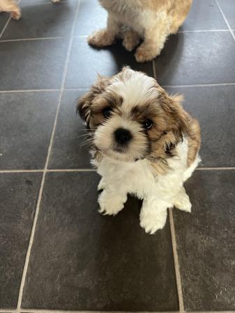 Image 22 of Beautiful Teddy Bear puppies only 2 Boys available