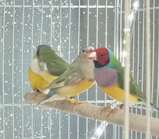 Image 4 of Male Gouldian finches for sale